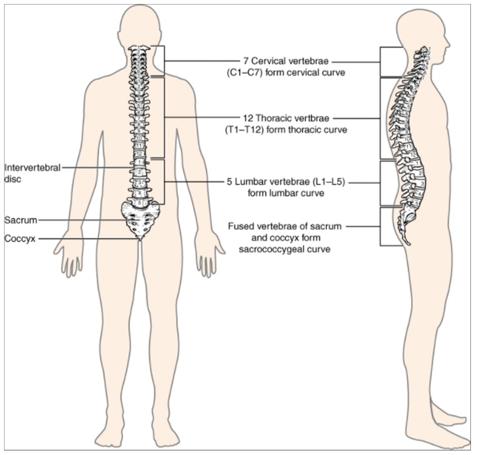 10 10 The Vertebral Column Fundamentals Of Anatomy And Physiology