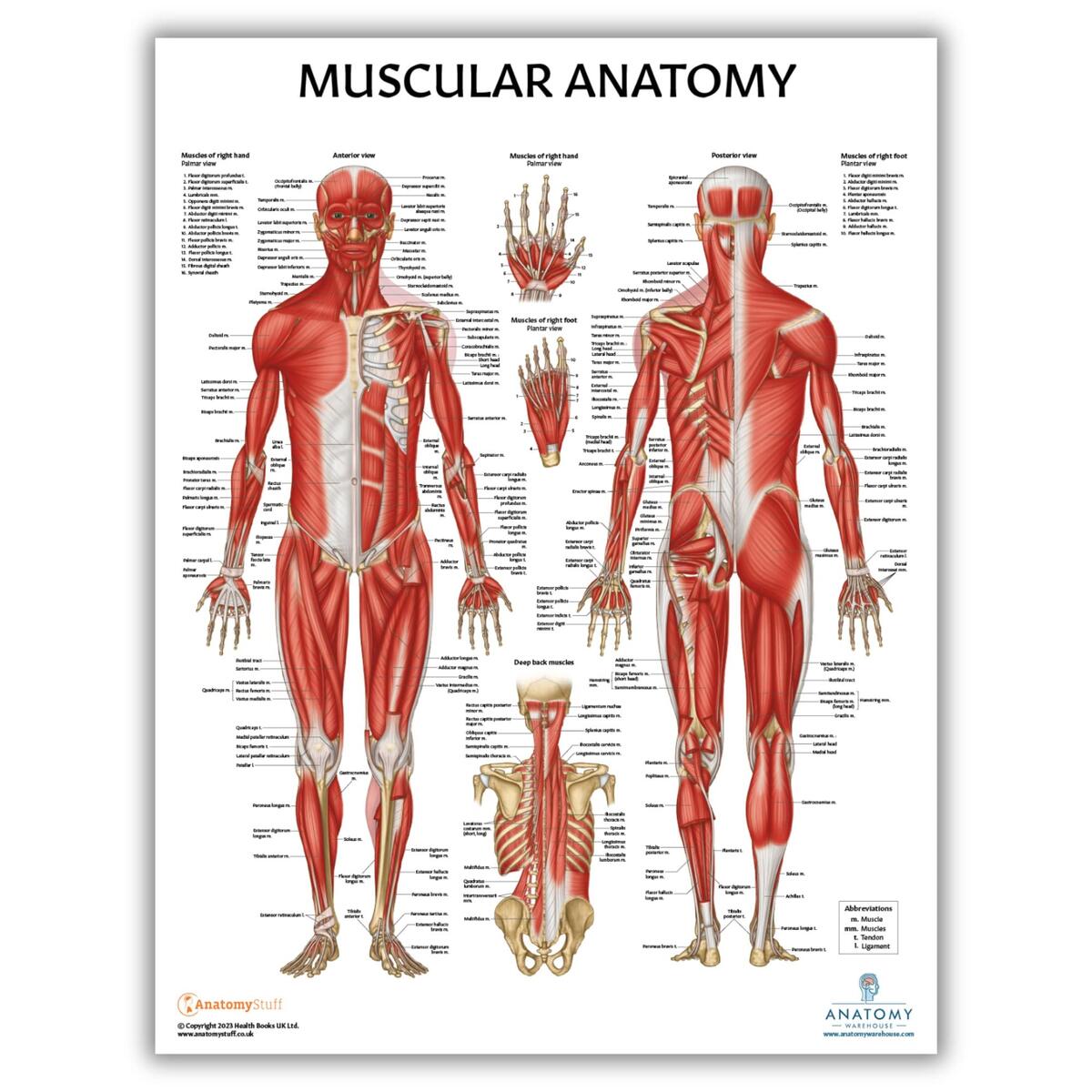 Amazon Anatomy Lab Muscular System Anatomical Chart LAMINATED 17 3 X 22 5 Inches Muscles Diagram Medical Posters Muscular System Poster Human Anatomy Poster Industrial Scientific