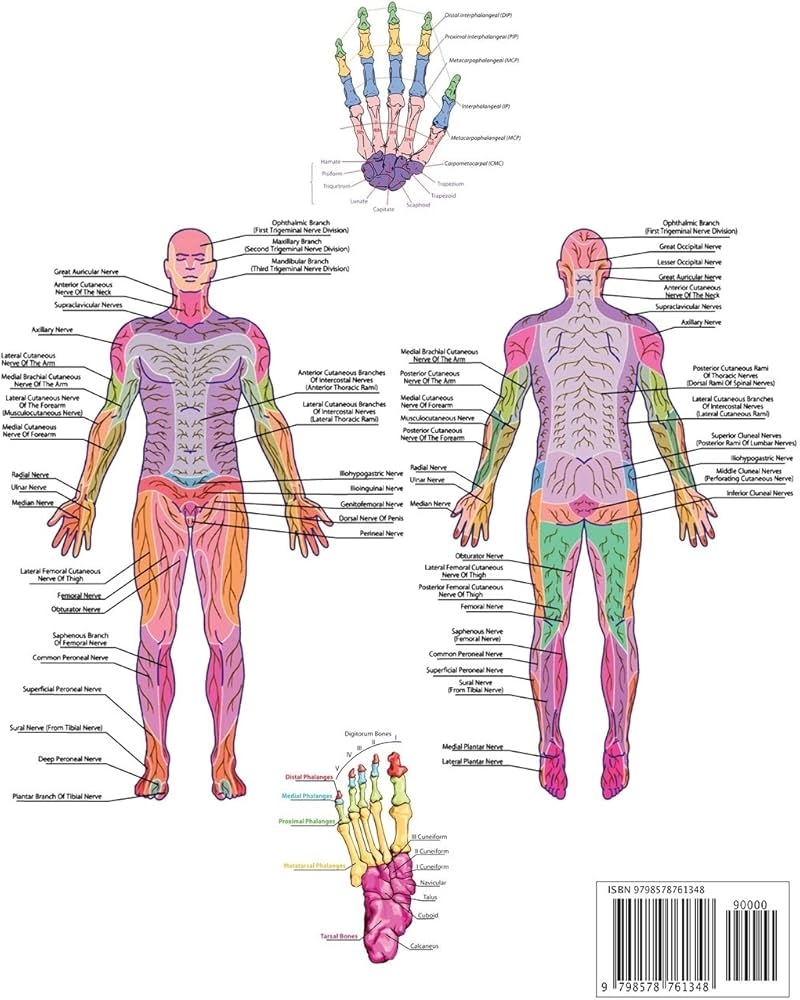 Amazon HUMAN ANATOMY COLORING BOOK A VERY DETAILED AND INFORMATIVE GUIDE TO THE HUMAN BODY NERVES BONES MUSCLES AND HOW TO THE WORK 9798578761348 PRIMITIVO ANTHONY Books Amazon HUMAN ANATOMY COLORING BOOK A VERY DETAILED AND INFORMATIVE GUIDE TO THE HUMAN BODY NERVES BONES MUSCLES AND HOW TO THE WORK 9798578761348 PRIMITIVO ANTHONY Books