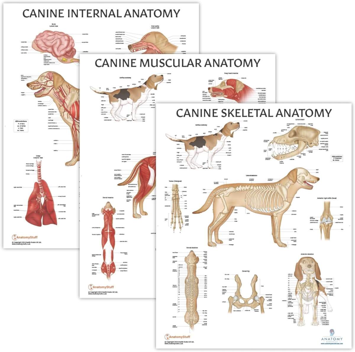 Anatomy Posters For Walls 3 Pack Laminated Dog Anatomy Posters Canine Skeletal Muscular Organ Systems 17 3x22 5 Anatomy Art