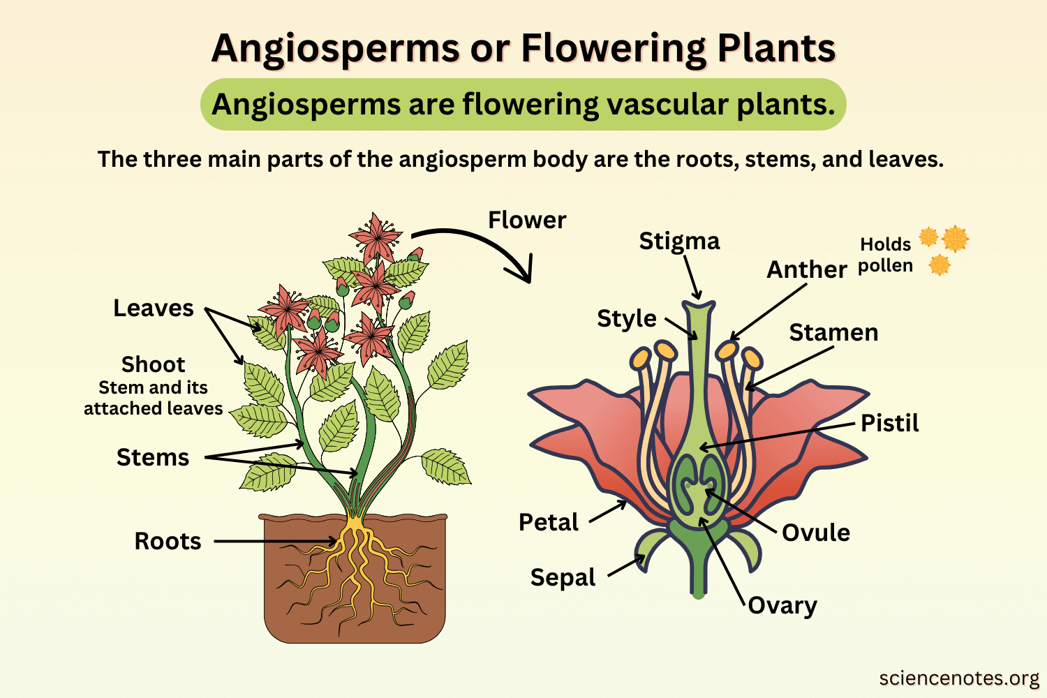 Angiosperms Or Flowering Plants Definition Examples Life Cycle