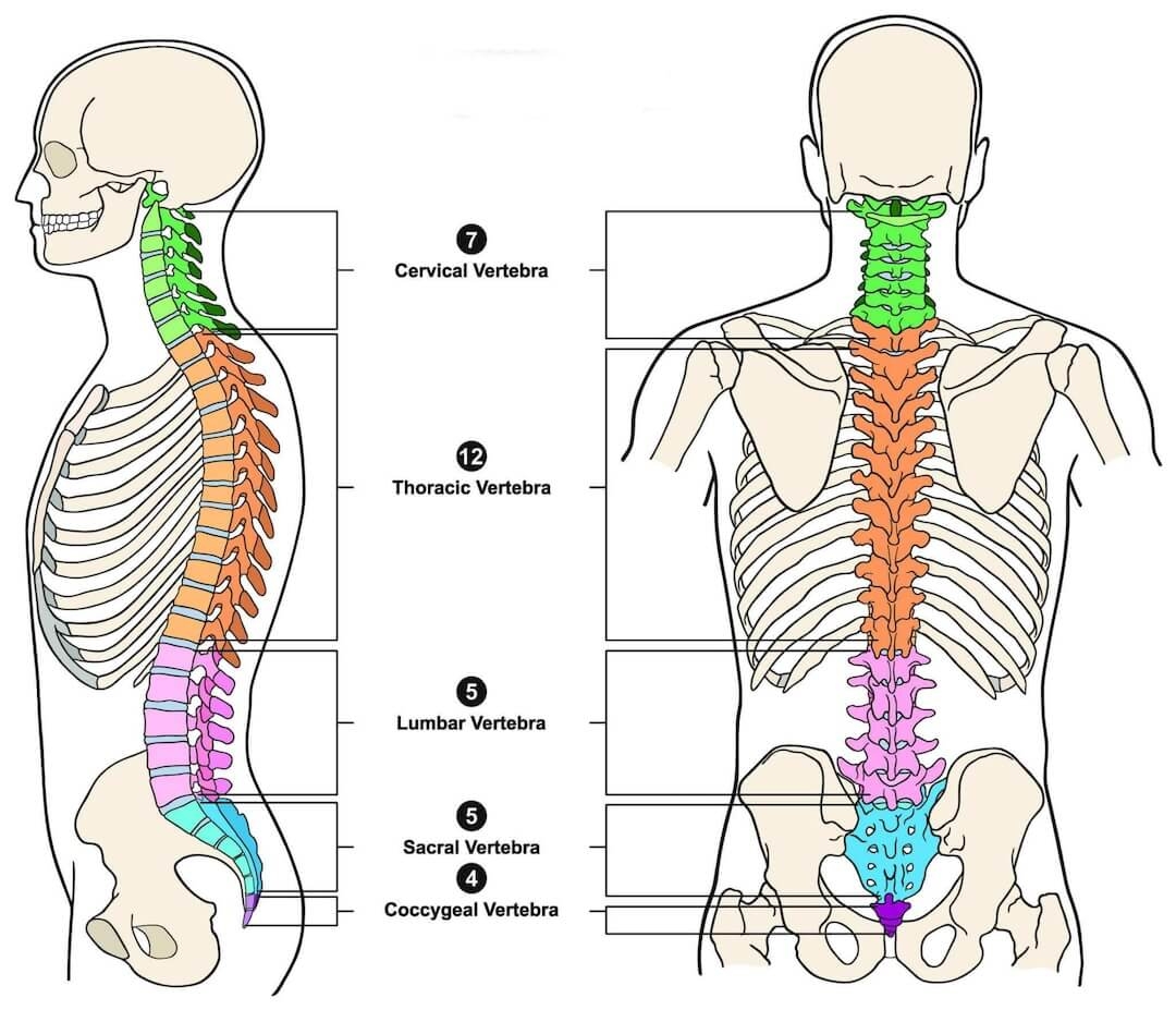 The Spine Anatomy And Function