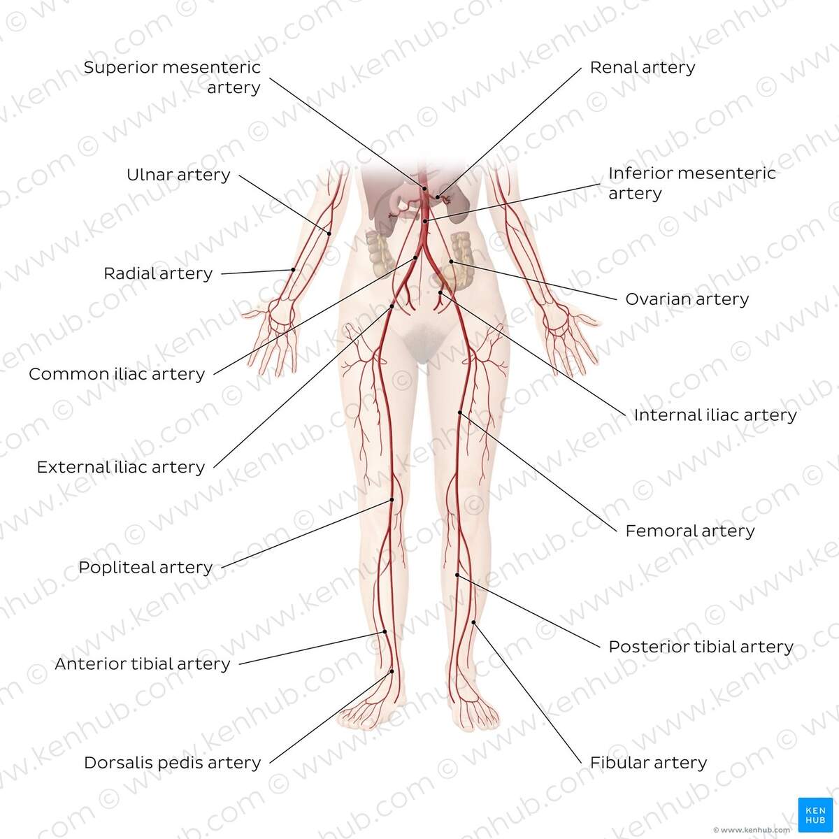 Cardiovascular System Diagrams Quizzes Free Worksheets Kenhub Cardiovascular System Diagrams Quizzes Free Worksheets Kenhub