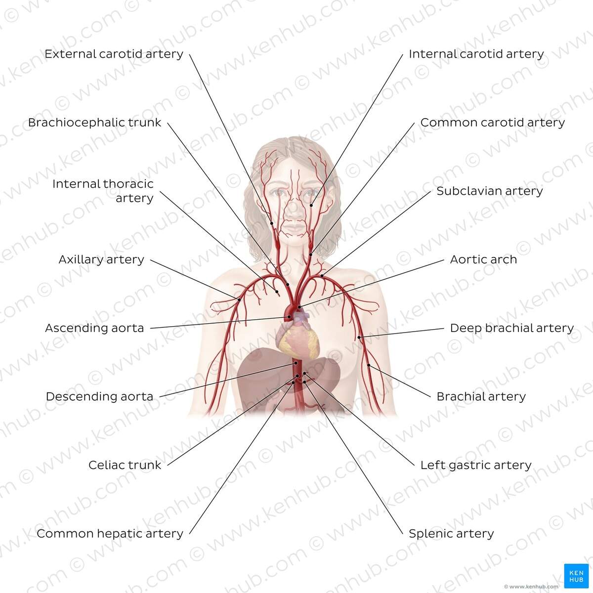 Cardiovascular System Diagrams Quizzes Free Worksheets Kenhub Cardiovascular System Diagrams Quizzes Free Worksheets Kenhub