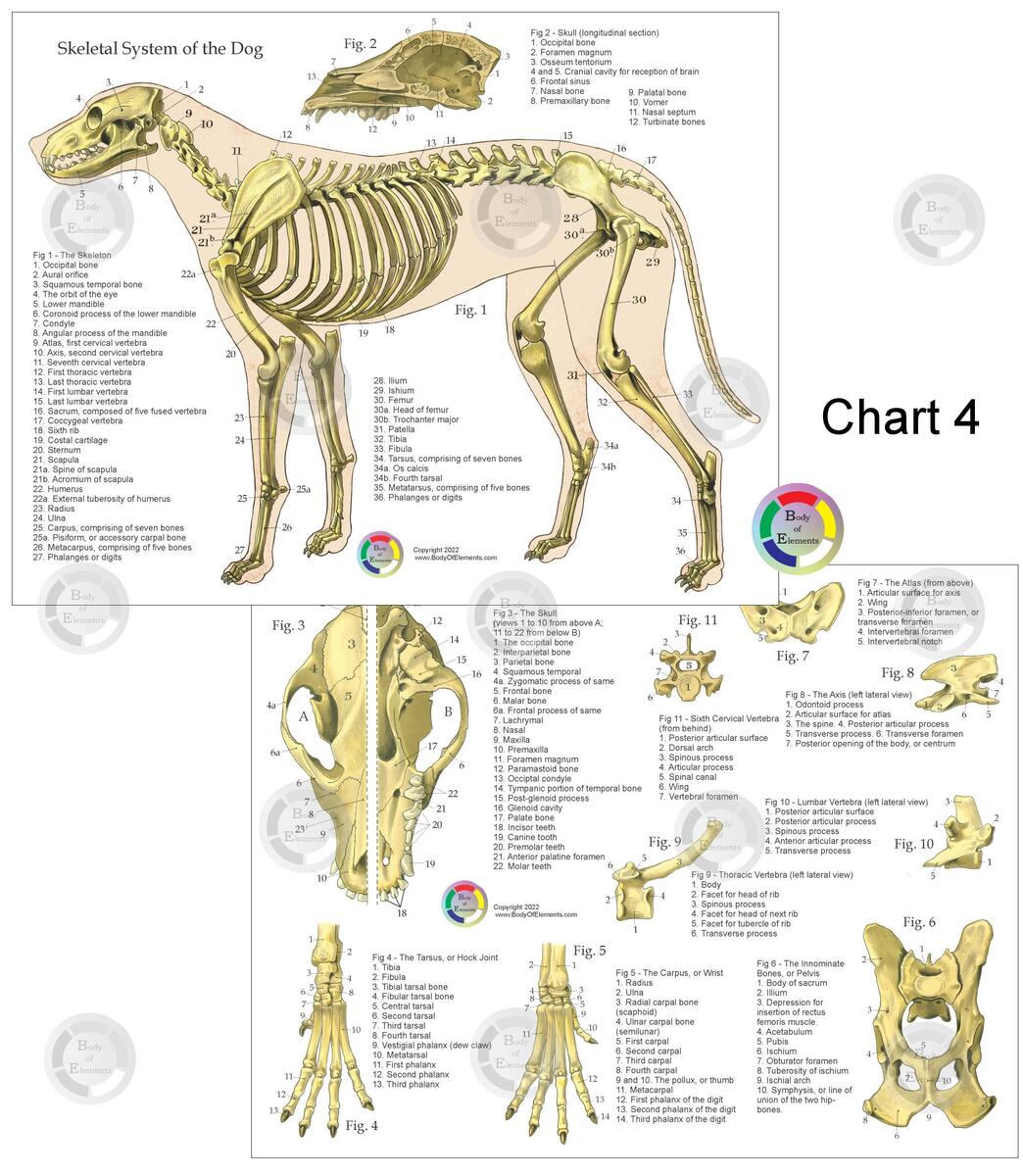Dog Skeletal Anatomy Chart 8 X 11