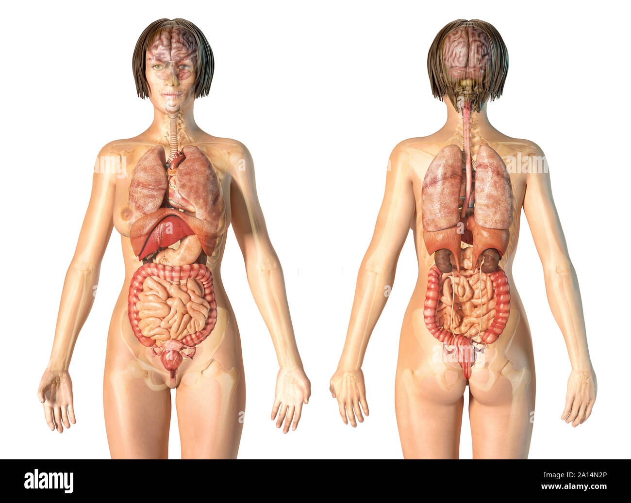 Female Anatomy Of Internal Organs With Skeleton Rear And Front Views Stock Photo Alamy