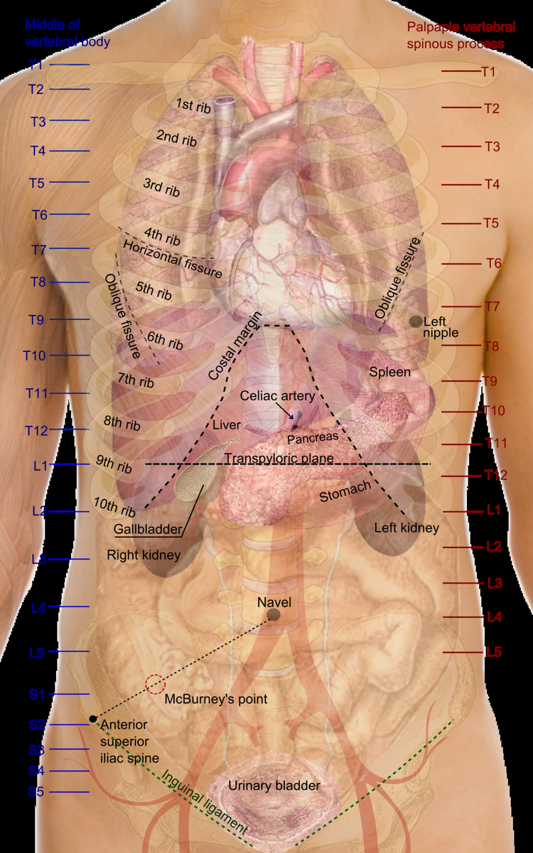 File Surface Projections Of The Organs Of The Trunk Png Wikimedia Commons Labeled Anatomy Chart Male Back Muscles Stock Illustration 1423709246 Shutterstock