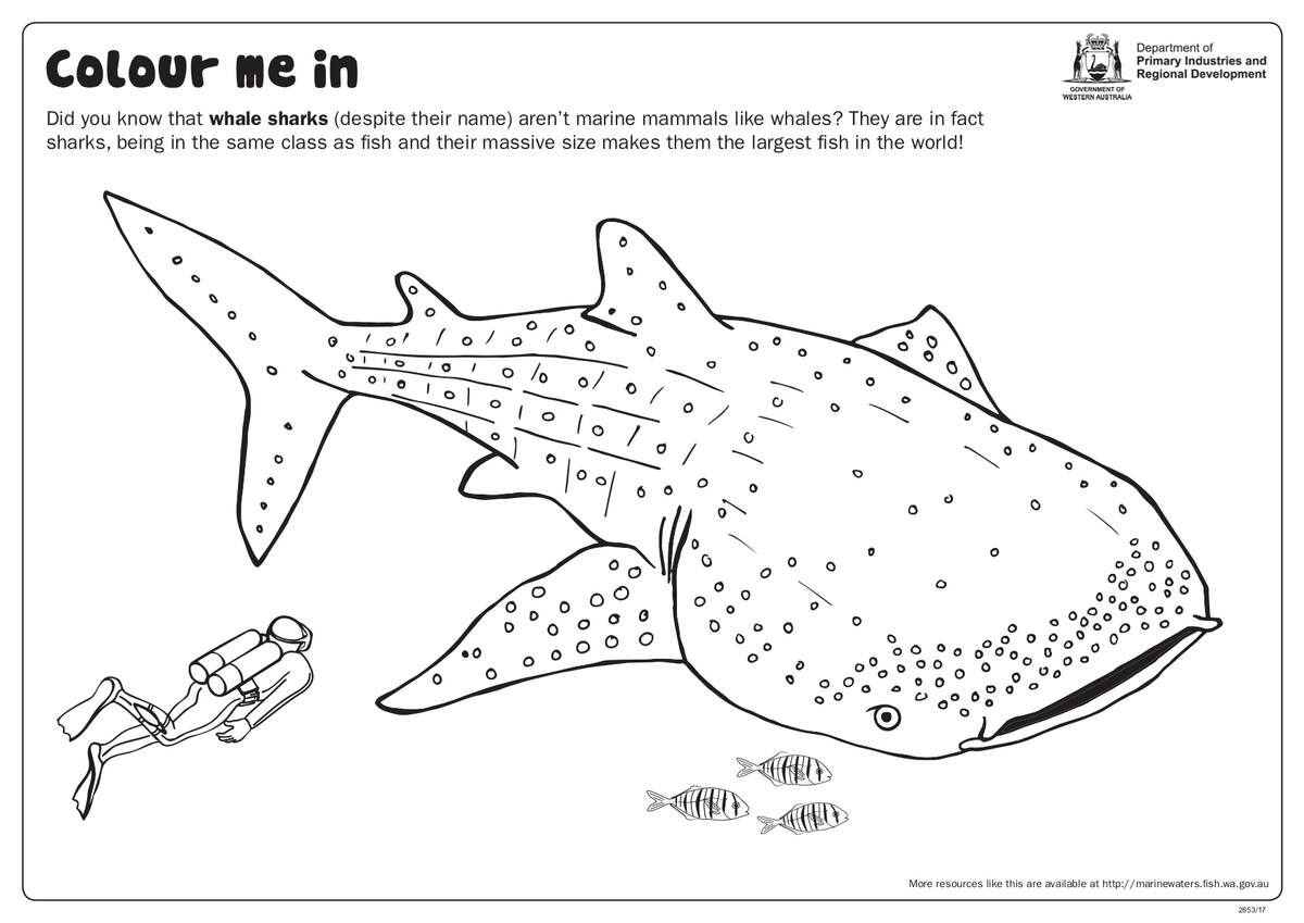 Fishy Fun Sheet Whale Shark Colour In Department Of Primary Industries And Regional Development