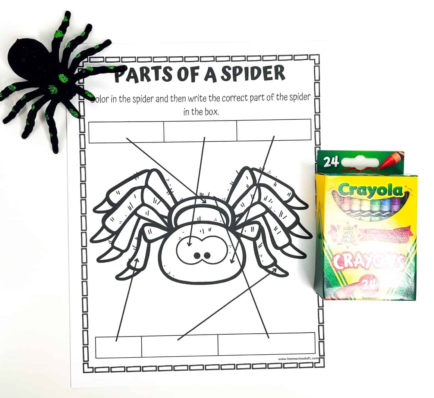 Free Parts Of A Spider Worksheet Free Parts Of A Spider Worksheet