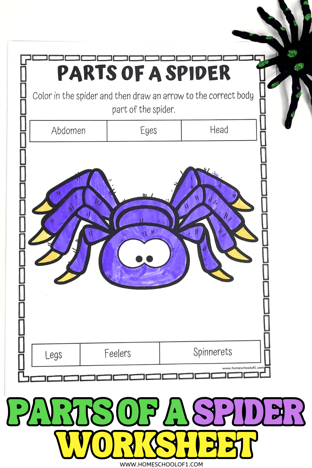 Free Parts Of A Spider Worksheet