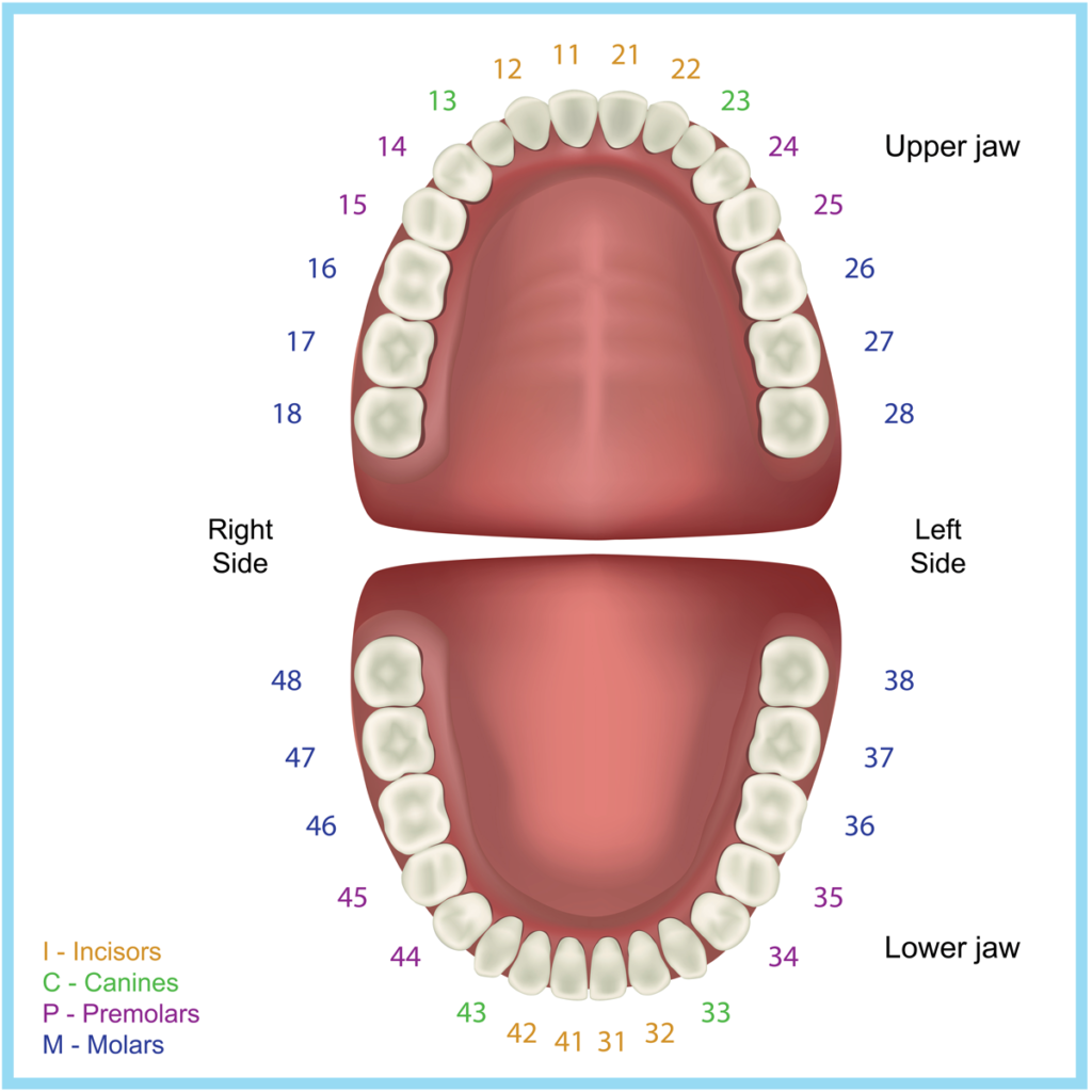Teeth Names Diagram Types And Functions