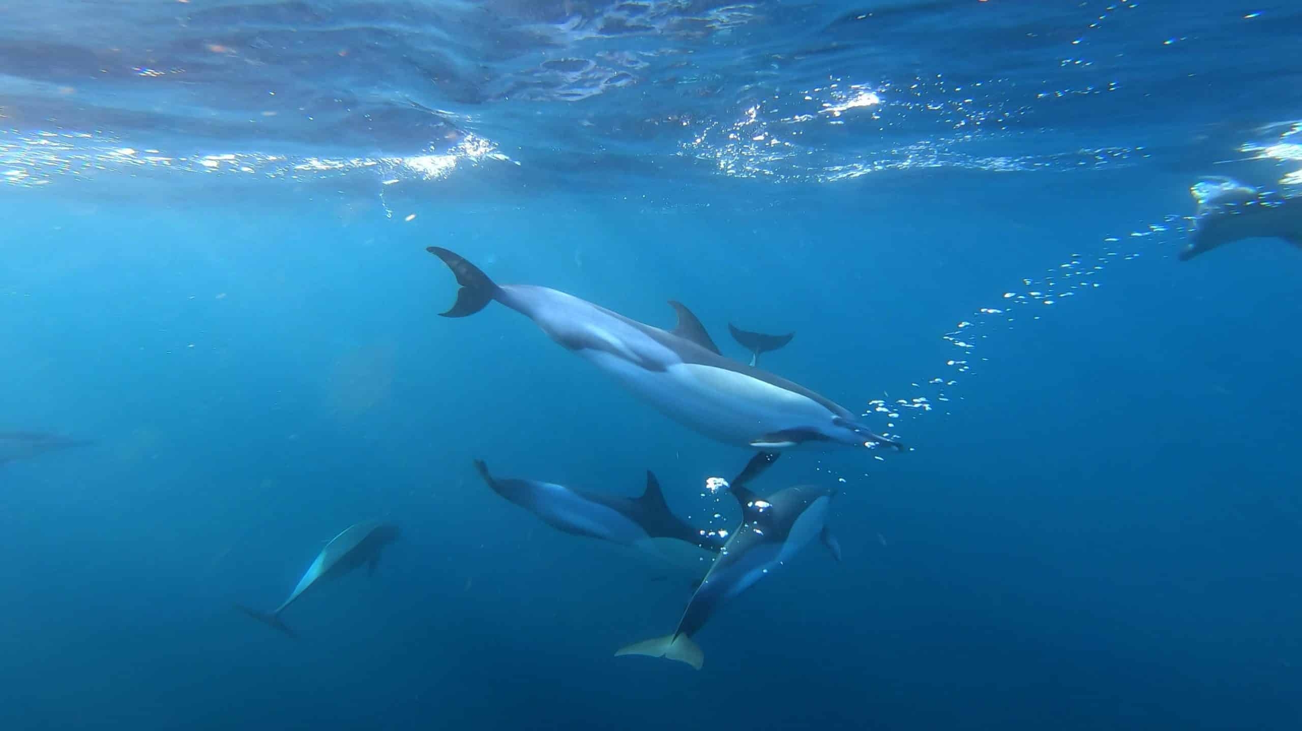How Do Whales And Dolphins Communicate Scientific Approach