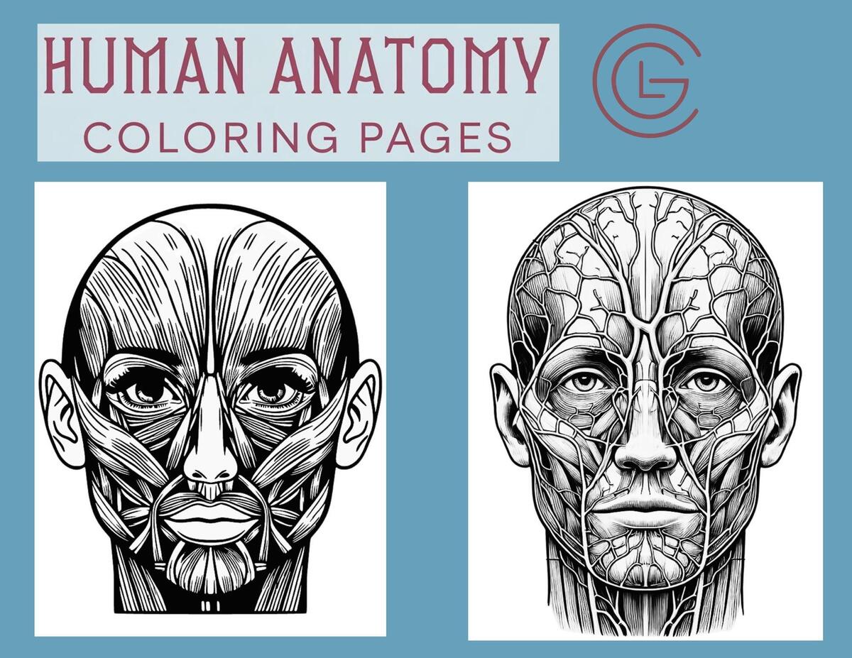Human Anatomy Coloring Pages facial Muscles And Vessels Etsy