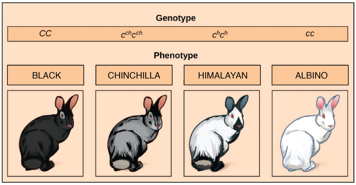 Incomplete Dominance Codominance Multiple Alleles Article Khan Academy Polygenic Inheritance And Environmental Effects Biology For Majors I