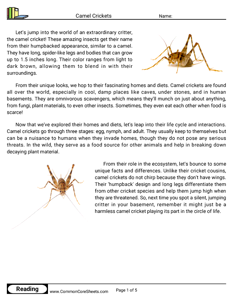 Insects Worksheets
