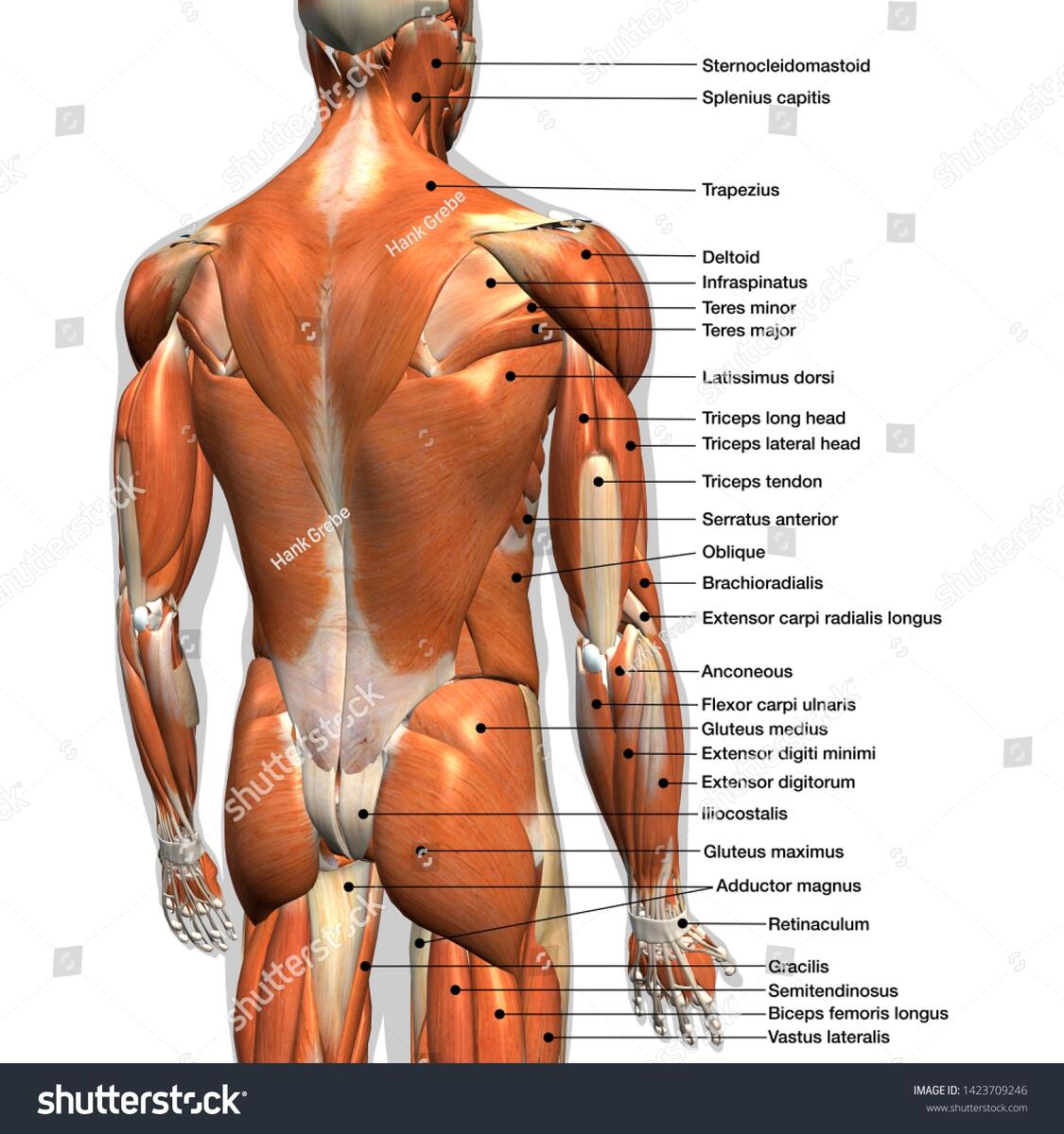 Labeled Anatomy Chart Male Back Muscles Stock Illustration 1423709246 Shutterstock Labeled Anatomy Chart Male Back Muscles Stock Illustration 1423709246 Shutterstock