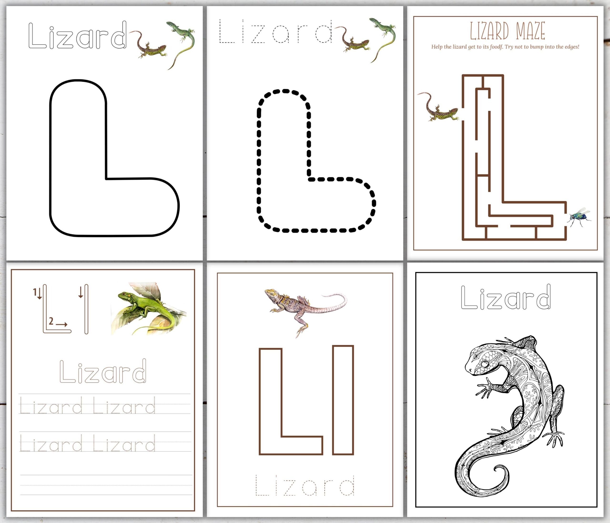 LIZARD Unit Study Anatomy Nature Study Science Handwriting Homeschool Printable Montessori INSTANT DOWNLOAD Etsy