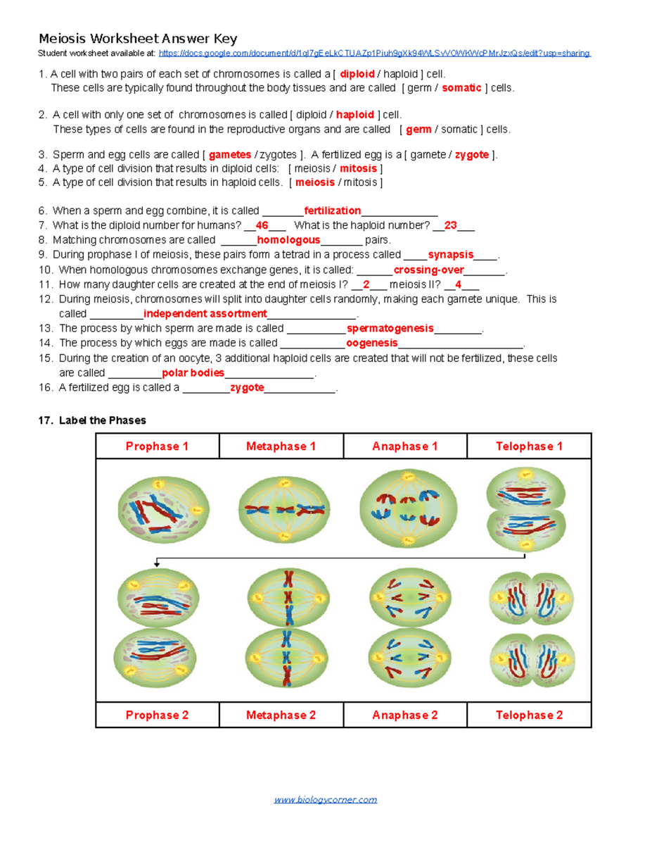 Meiosis Worksheet Answer Key BIOL 101 Studocu