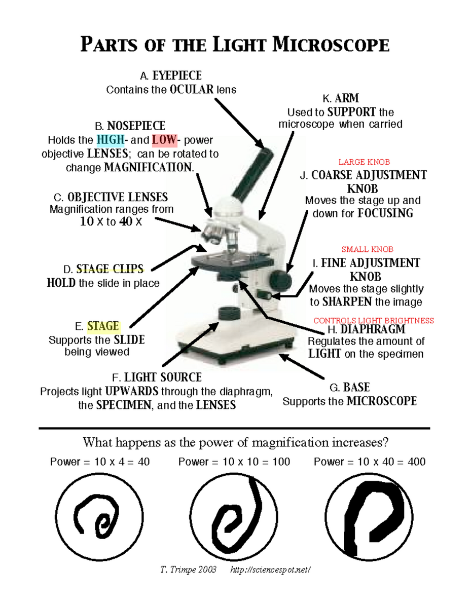 Microscope Mania Answer Key With Definitions For Light Microscope Parts Studocu Microscope Mania Answer Key With Definitions For Light Microscope Parts Studocu