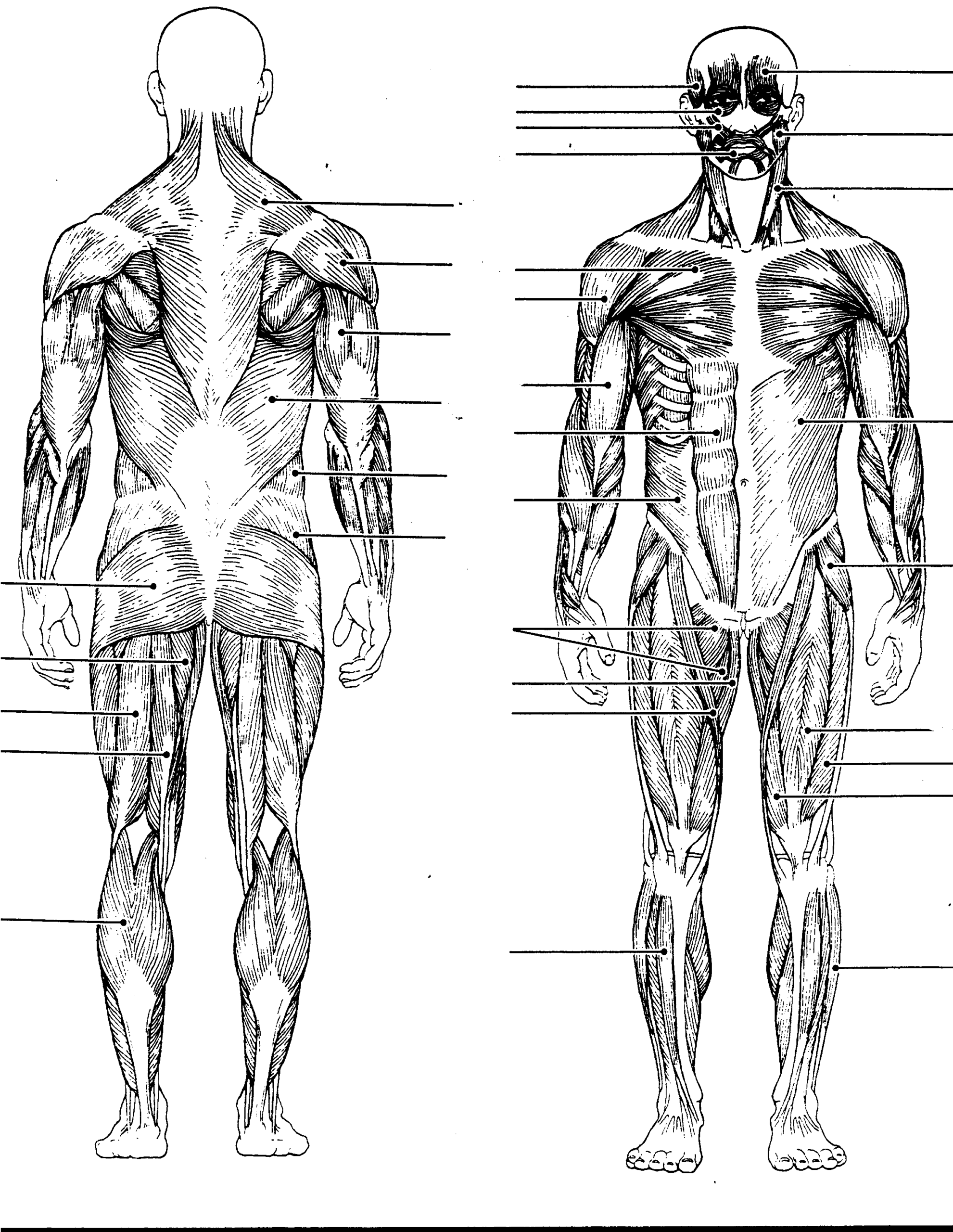 Muscular System Coloring Pages 658057 Clipart Library The Artistic Anatomy Coloring Book The Essential Muscles Artists Need To Know Bustos Rey 9798888143261 Amazon Books