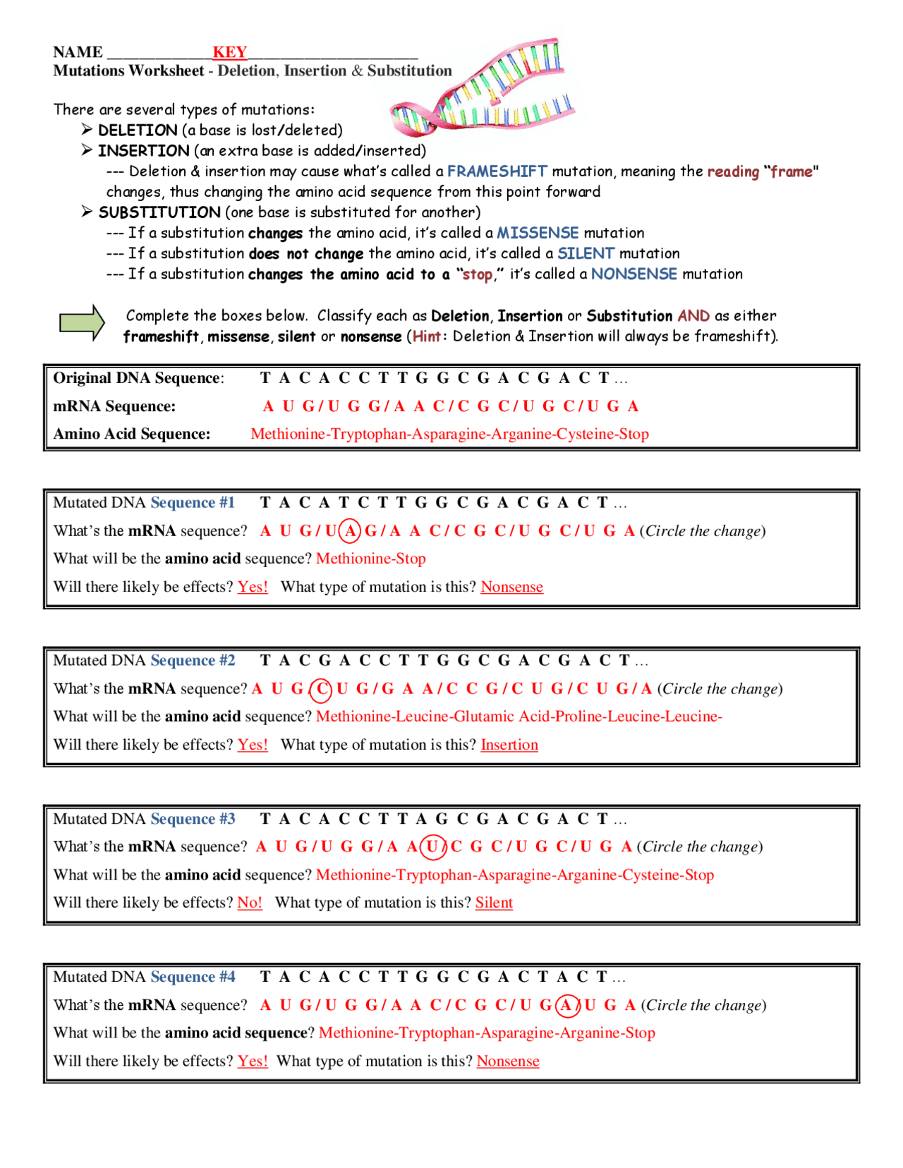 Mutations Worksheet Key Deletion Insertion And Substitution Exercises Genetics Docsity Mutations Worksheet Key Deletion Insertion And Substitution Exercises Genetics Docsity