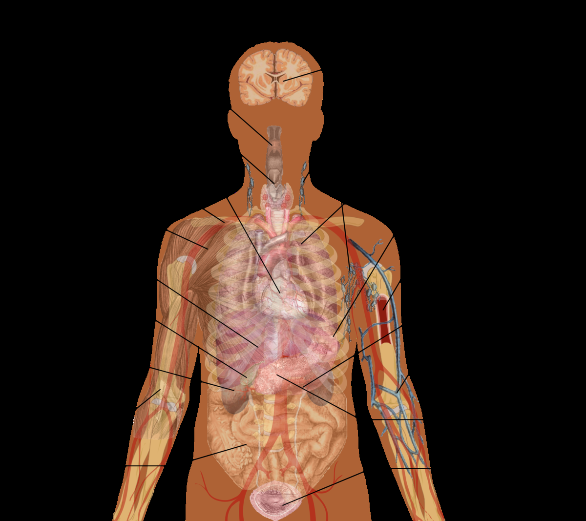 Organ Biology Wikipedia Organ Biology Wikipedia