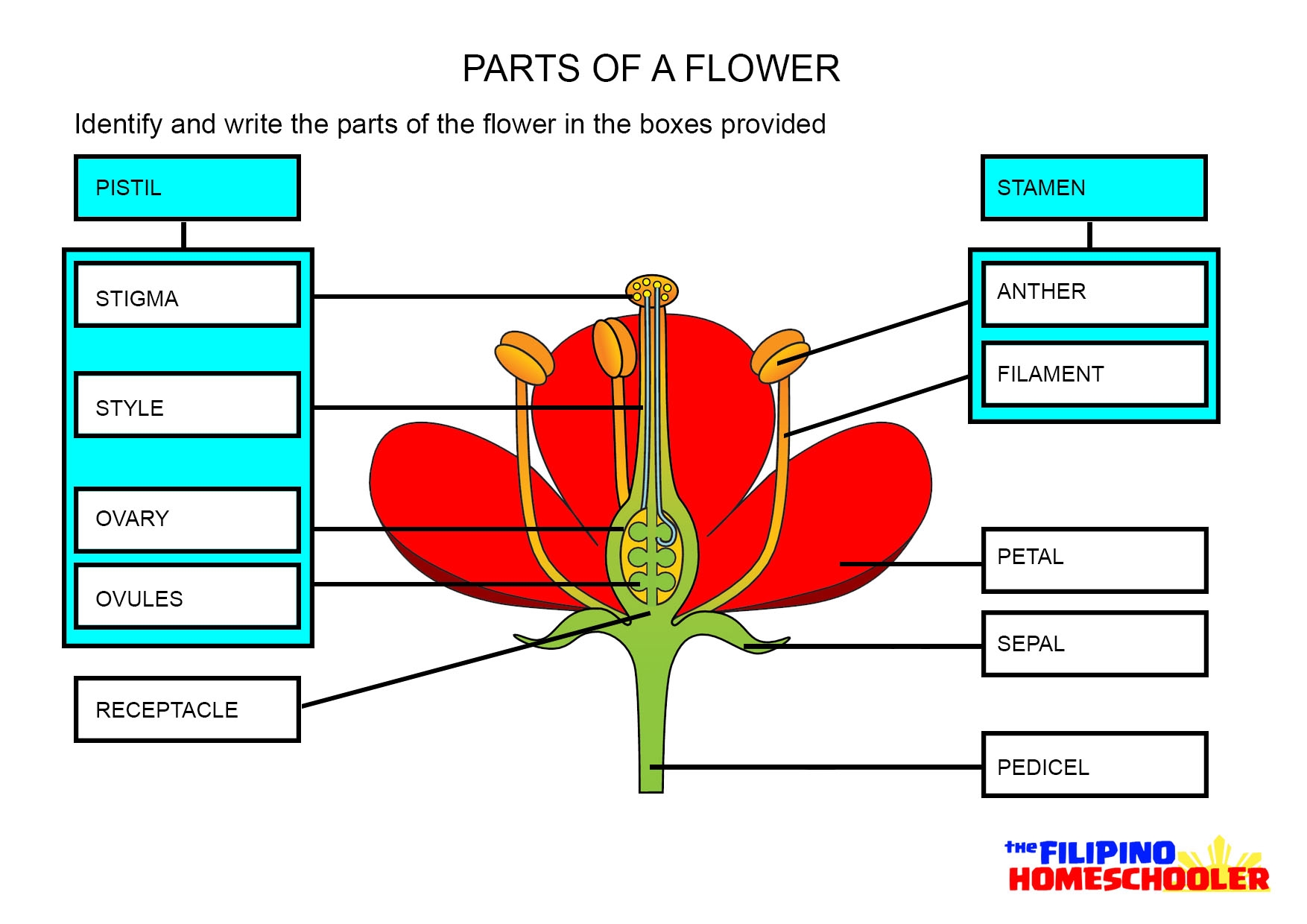 Parts Of A Flower And Their Functions With Diagram Trees