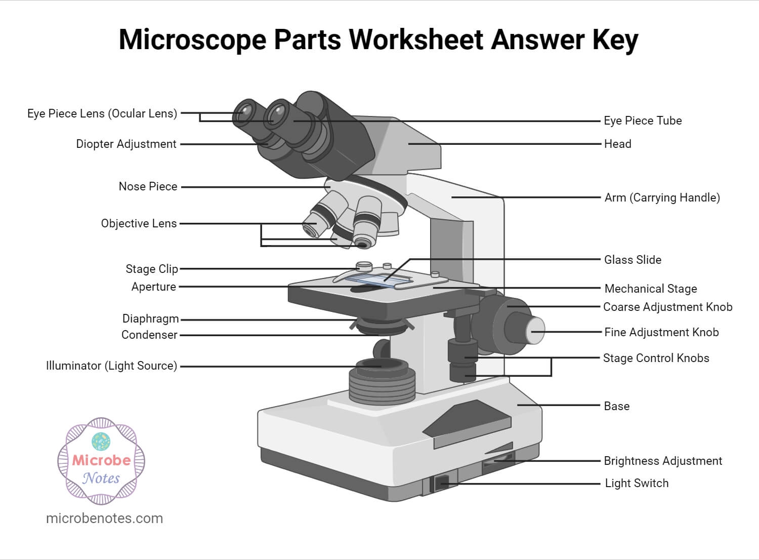 Parts Of A Microscope With Functions And Labeled Diagram Parts Of A Microscope With Functions And Labeled Diagram