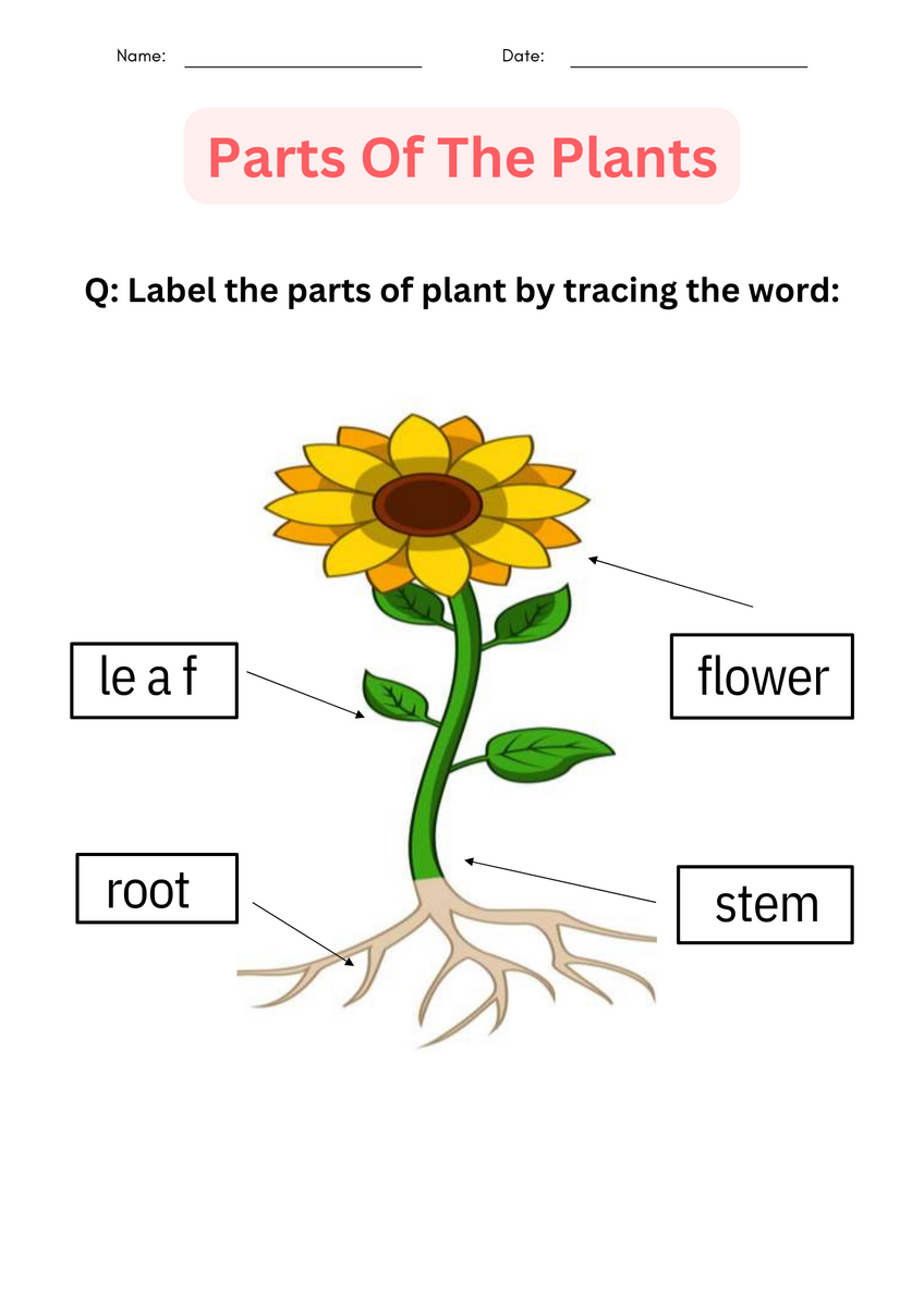 Printable Parts Of A Plant Worksheets