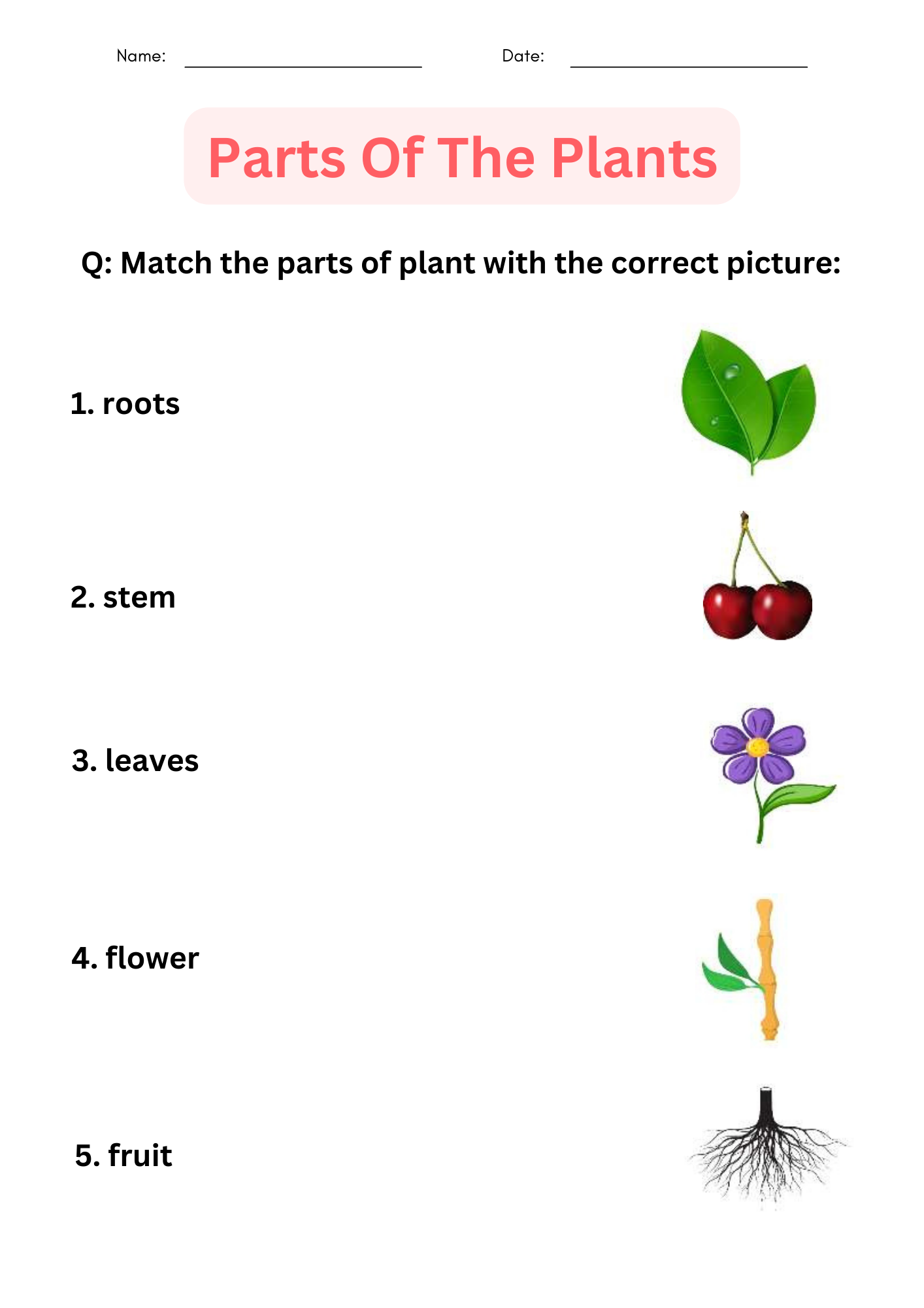 Printable Parts Of A Plant Worksheets