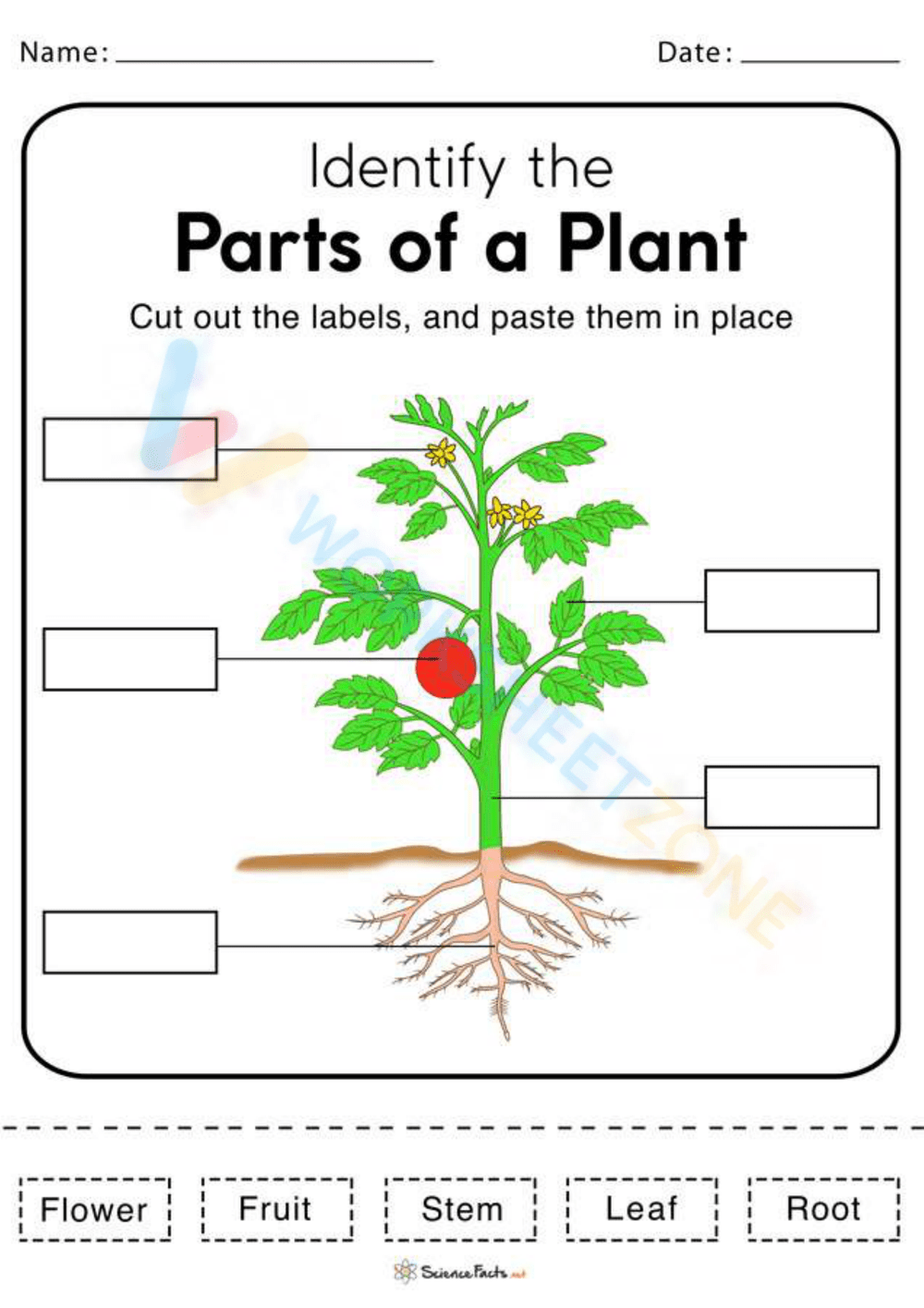 Printable Kindergarten Plants Life Cycle Worksheets Download Printable Kindergarten Plants Life Cycle Worksheets Download