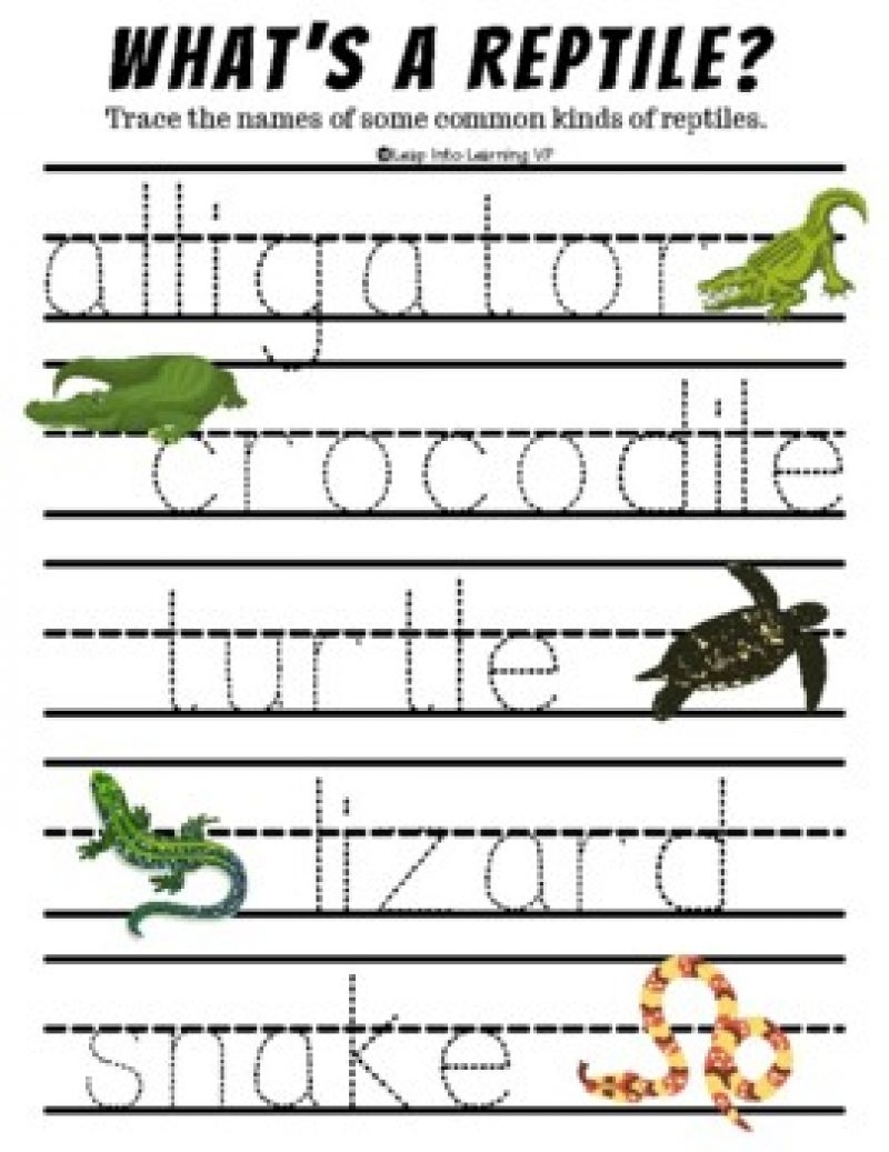 Reptile Themed Learning Packet Leap Into Learning