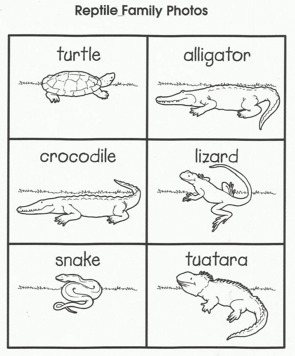 Reptile Worksheets Free Printable Reptile Worksheets Free Printable