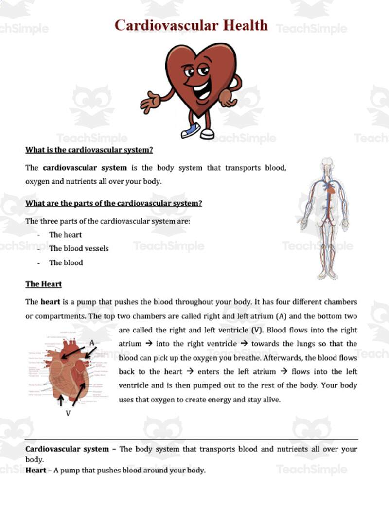 The Cardiovascular System Reading Comprehension Article By Teach Simple