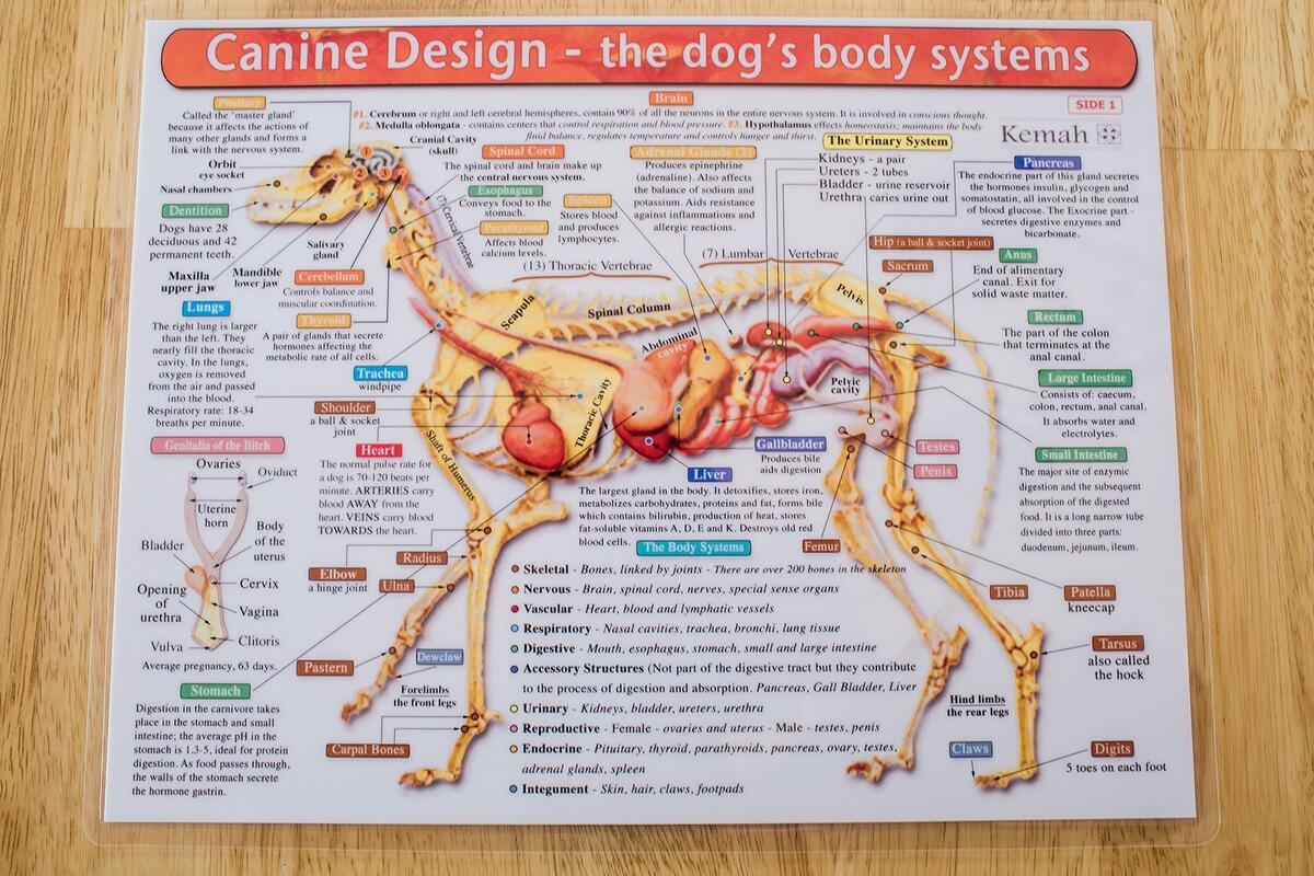 Dog Skeletal Anatomy Chart 8 X 11