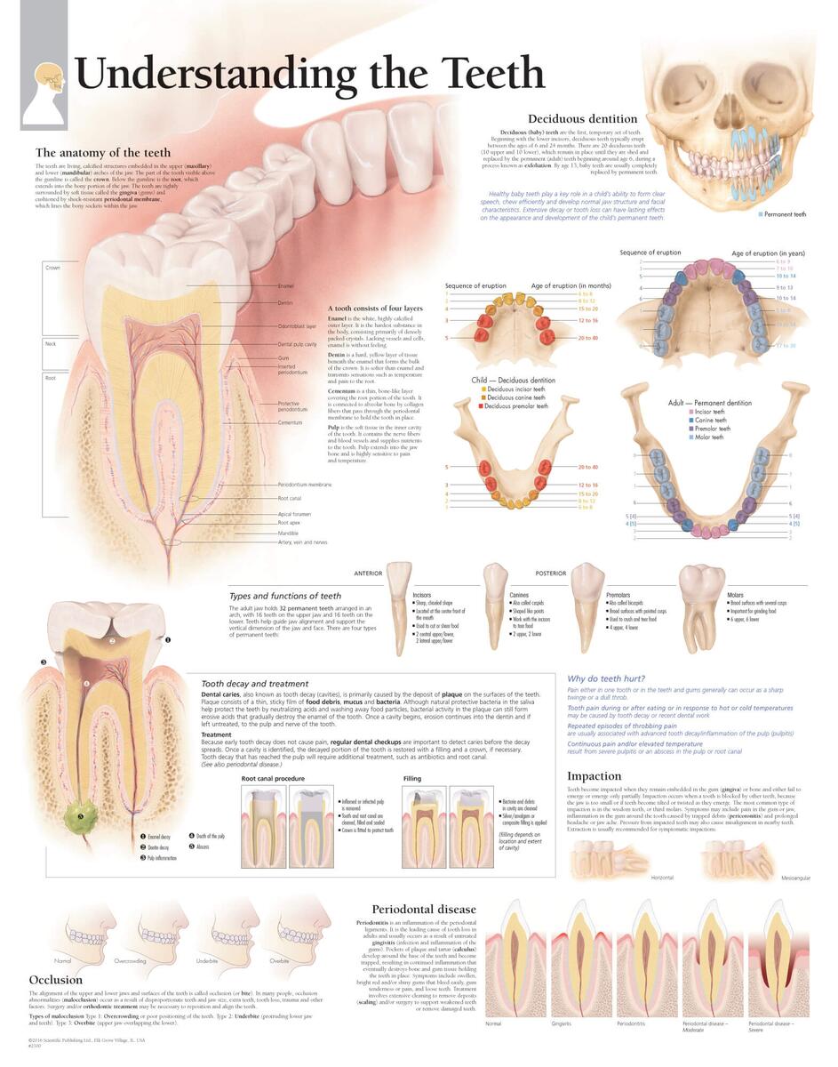 The Teeth 2300 Anatomical Parts Charts