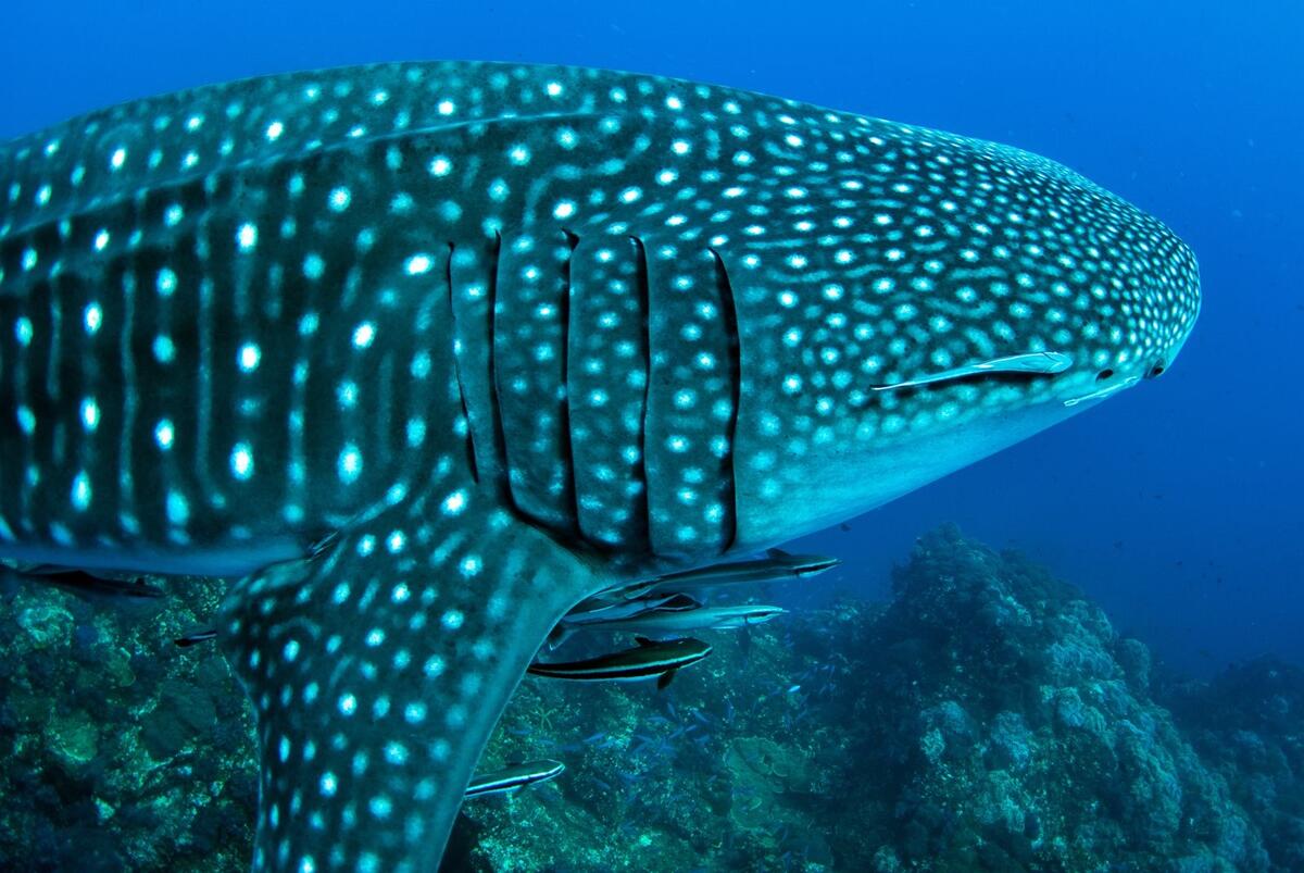 Whale Shark Size Diet Facts Britannica