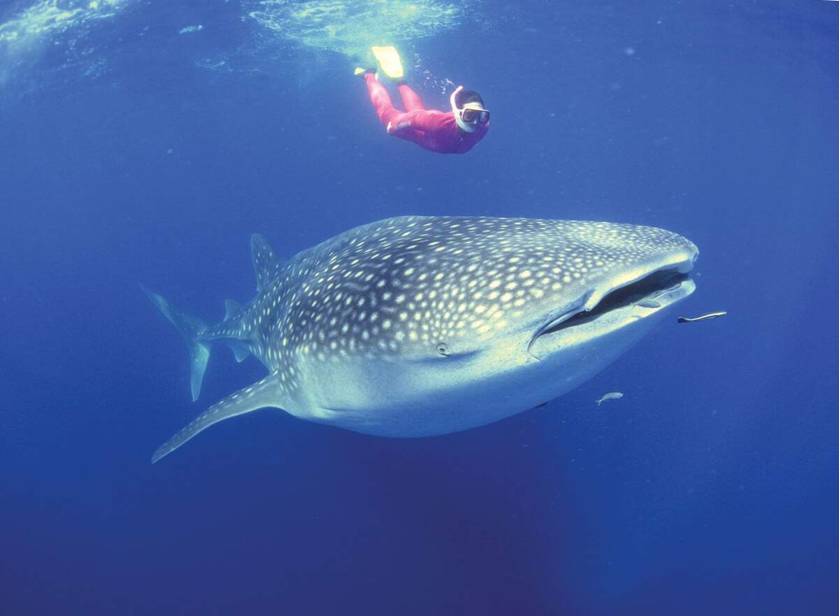 Whale Shark Size Diet Facts Britannica